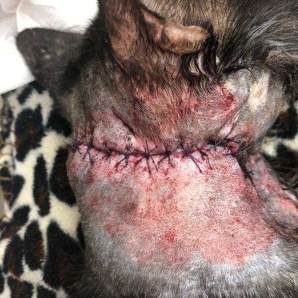 New Rescue - Picture 5 of 6